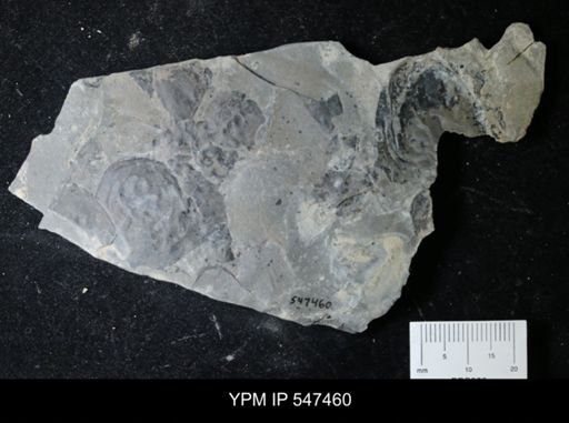 Hughmilleria sp.