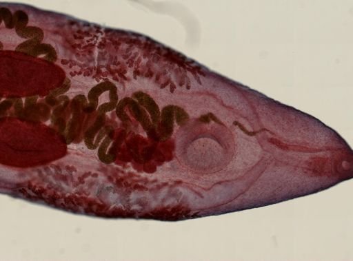 Prosthogonimus macrorchis
