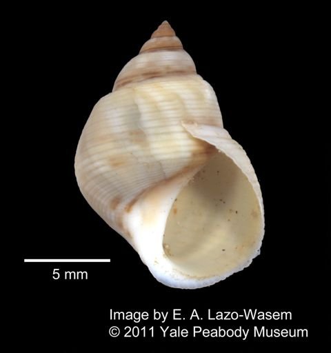 Littorina nebulosa