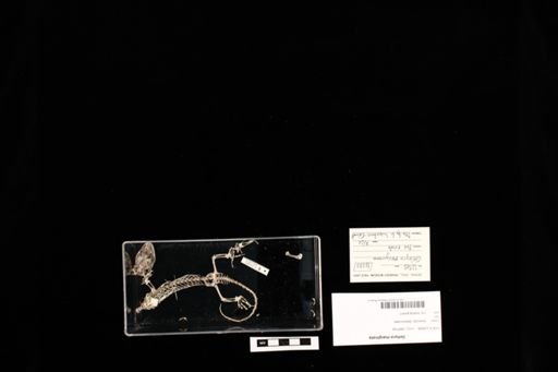 Gehyra marginata