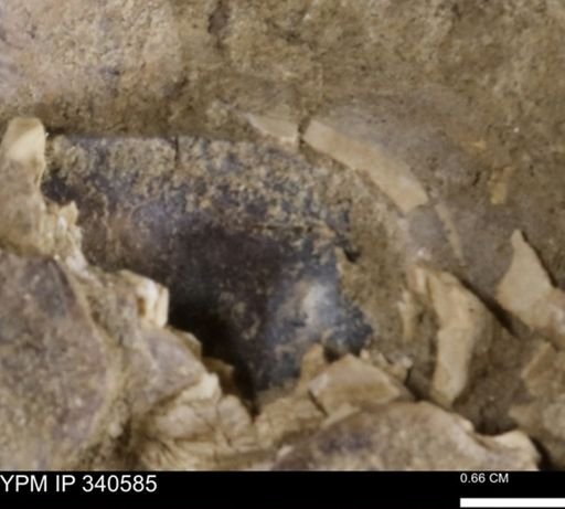 Ostrea glabra