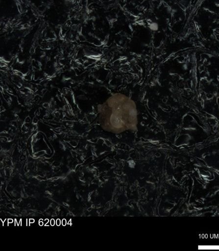undet. Foraminiferida