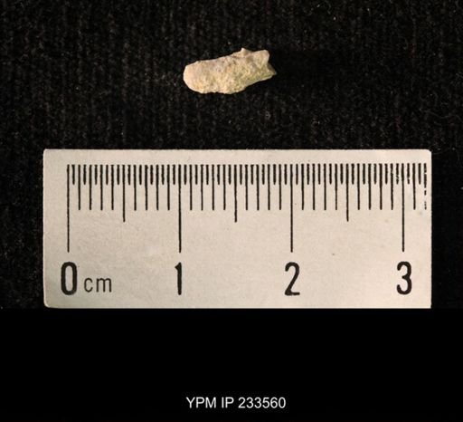 Archaeocidaris sp.