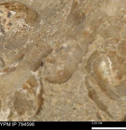 Protocardia subquadrata