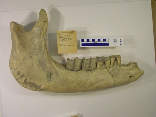 Rhinocerotidae