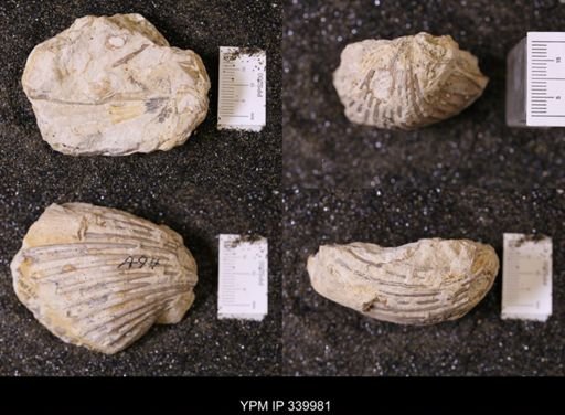 Neithea texana