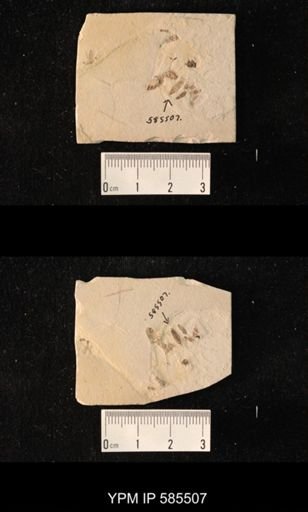 undet. Lepidoptera