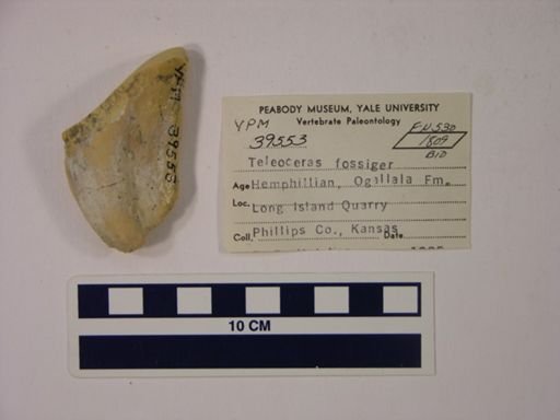 Teleoceras fossiger