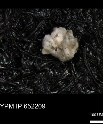 undet. Foraminiferida
