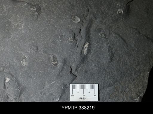 Lingula sp.