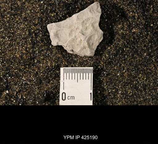 Chonetina flemingi var. plebeia