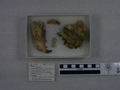 Tephrocyon sp.