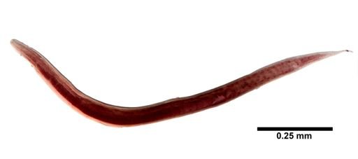Nematoda