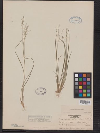 Panicum linearifolium