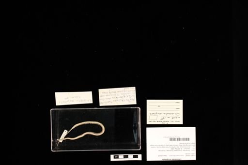 Chionactis occipitalis