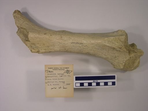 Teleoceras fossiger