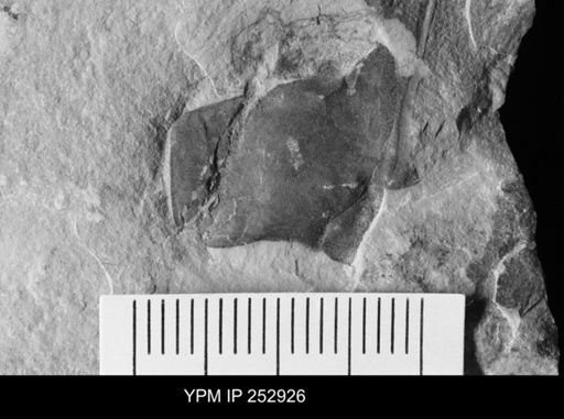 undet. Eurypterida