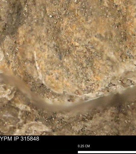 undet. Mollusca