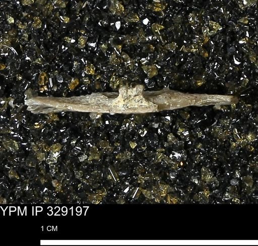 Pholidostrophia iowaensis
