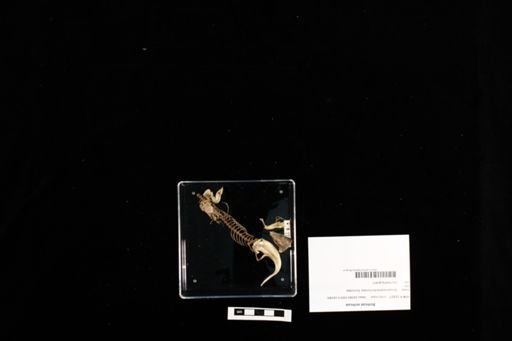 Scincus scincus