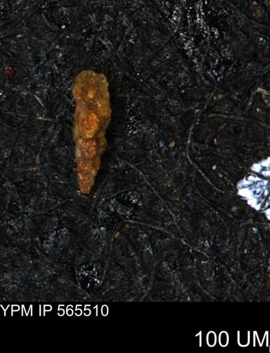 Verneuilina canadensis
