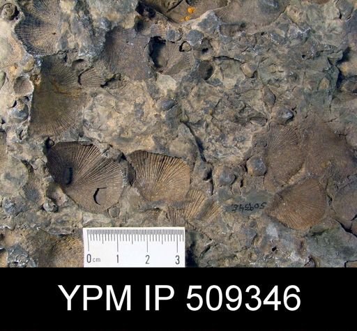 Brachiopod Assemblage Slab