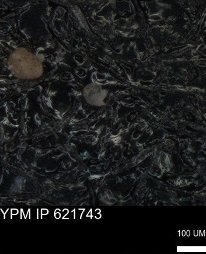 undet. Foraminiferida