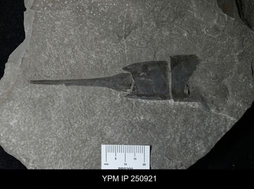 Eurypterus lacustris