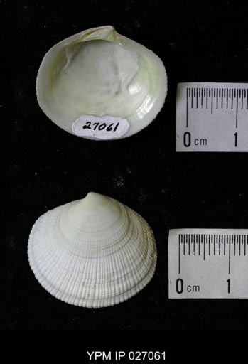Codakia (Codakia) orbicularis