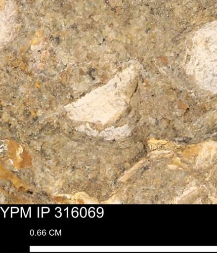 undet. Mollusca