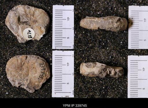 Scaphites whitfieldi