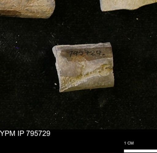 Baculites sp.