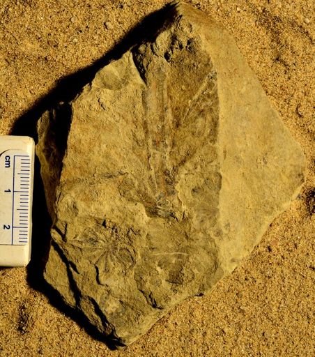 Annularia sp.