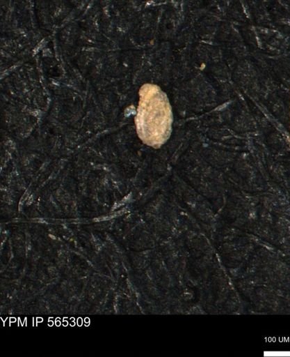 Spirolocammina planula