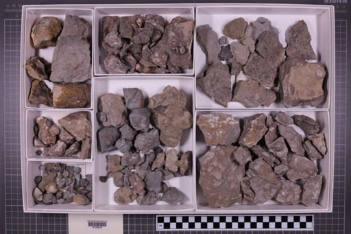 mixed taxa, stratigraphic collection