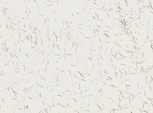 Haliclona sp.