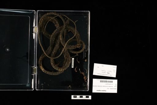 Oxybelis fulgidus