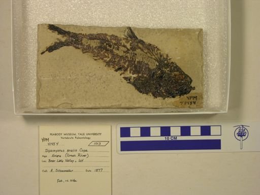 Diplomystus analis