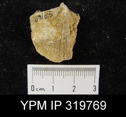 Derbya sp.