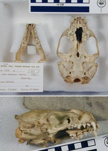 Lontra canadensis lataxina