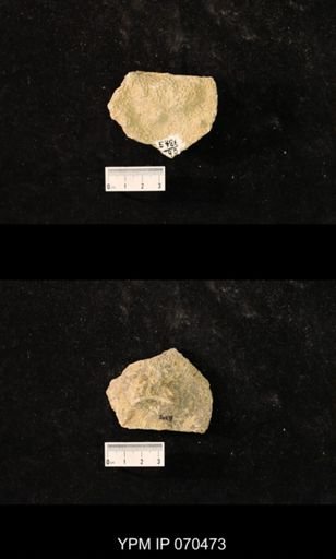 Favosites brownsportensis