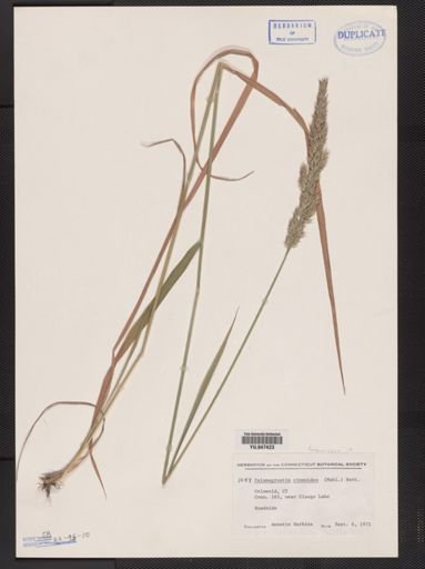 Calamagrostis cinnoides