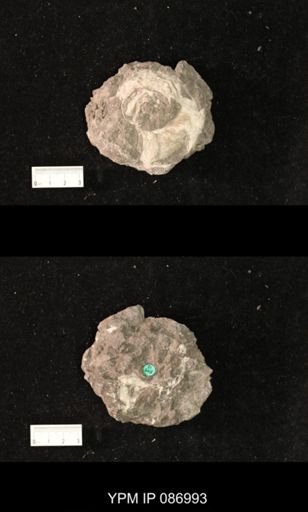 undet. Nautiloidea