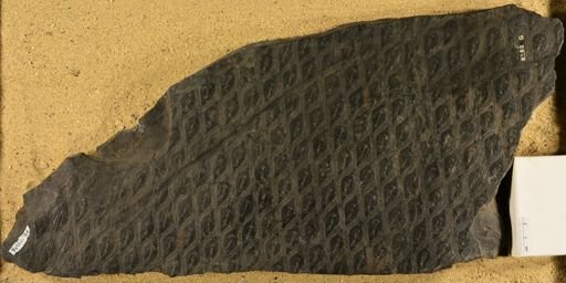 Lepidodendron sp.