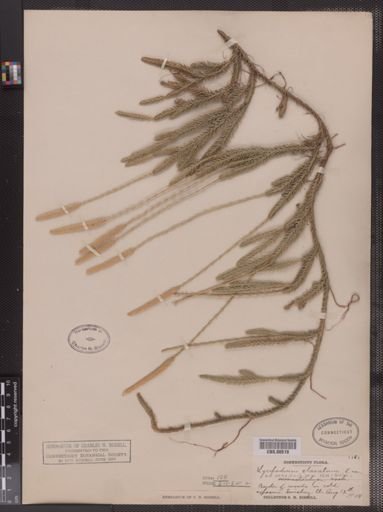 Lycopodium lagopus