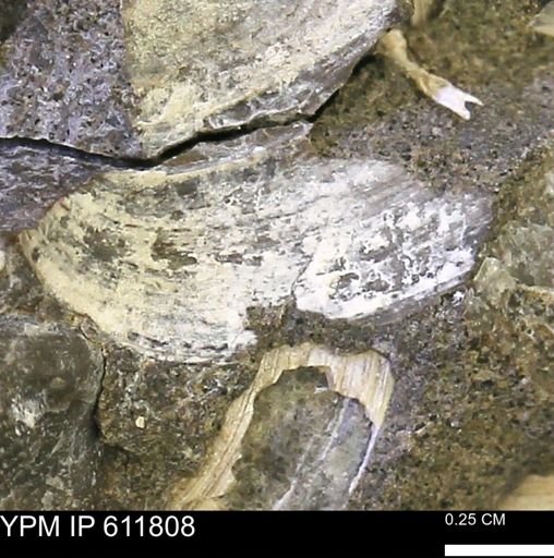 Protocardia sp.