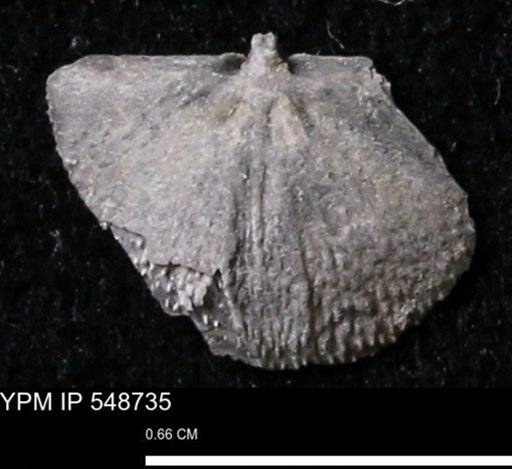 Stropheodonta perplana