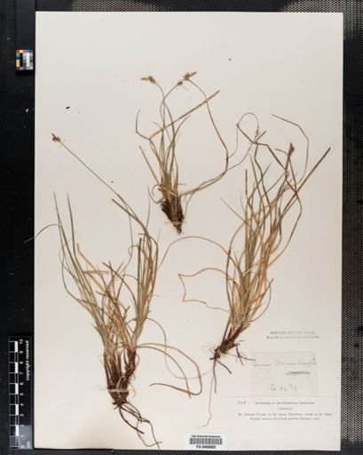 Plantae