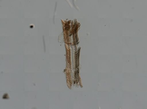 Elimia virginica