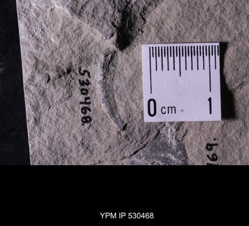 Castericystis vali